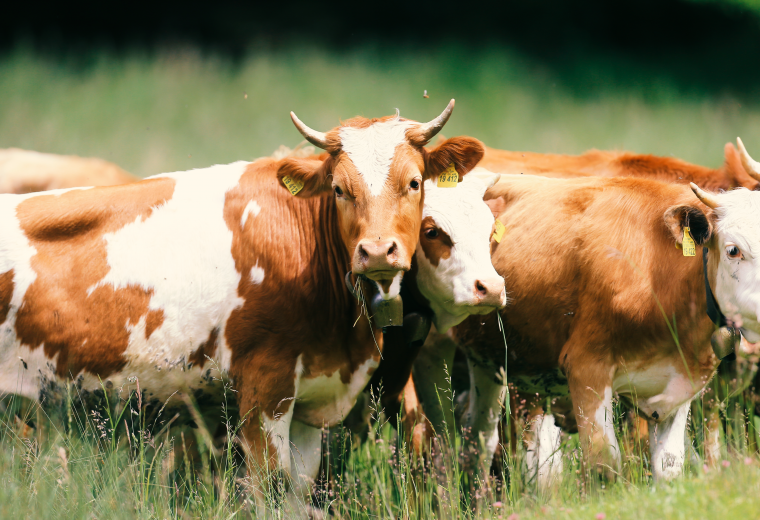 Ochsen der erzeugergemeinschaft bayernox auf der weide in riegsee – regionales rindfleisch aus artgerechter haltung für der pschorr.